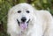 Large fluffy white long hair Great Pyrenees dog