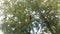 Large fly insect on car glass windshield