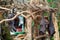 Large flying foxes, Bali, Indonesia