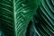 Large foliage of tropical leaf with dark green
