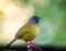 Large footed finch munching on some fruit