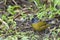 Large-footed Finch, Pezopetes capitalis, foraging on the ground