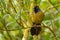 Large-footed Finch - Pezopetes capitalis  passerine bird endemic to the highlands of Costa Rica and western Panama