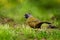 Large-footed Finch - Pezopetes capitalis  passerine bird endemic to the highlands of Costa Rica and western Panama