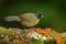 Large-footed Finch, Pezopetes capitalis sitting on the orange and green moss branch. Tropic bird in the nature habitat. Widlife in