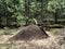 Large forest anthill with wild ants in summer forest. Ukraine