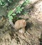 Large forest edible mushroom growing under a tree, forest litter, nature, ground, mushroom picking