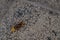 Large forest wasp walking on the ground. Vespa crabro a dangerous venomous insect