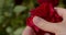 Large frame of a red rose in drops of water which the gardener opens with his hands