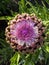 Large French Artichoke flowering