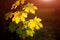 Large fresh green and yellow maple leaves with sun shinning through