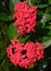 Large Fresh Red Ixora Flower Plant with Green Leaves