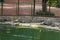 Large freshwater crocodile Sunbathing by the pool