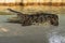 Large freshwater crocodile Sunbathing by the pool