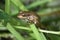 Large Frog on a Plant in the Wetlands of Louisiana