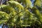 Large fronds of a fern tree