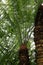 Large fronds stemming from the top of a Cycas circinalis  Fern Palm  tree