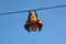 A large fruit bat hangs hanging upside down from an aerial power wire