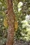 The Large fruit jackfruit tree. Madagascar