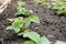 Large-fruited garden strawberries grow in strawberry beds. Close-up, strawberry foliage