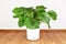 Large full \\\'Calathea Orbifolia\\\' Prayer Plant houseplant