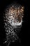 Large full face. leopard isolated on black background. Wild beautiful big cat in the night darkness, a mysterious and dangerous