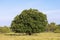 Large, Full Tree In A Field