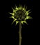 Large fully closed sunflower flower head  isolated