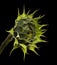 Large fully closed sunflower flower head  isolated