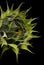 Large fully closed sunflower flower head  isolated