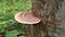 Large fungi stick to tree trunks, fungi, poisonous mushrooms, pests