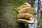 Large fungi on a tree