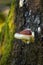 Large fungus growing on the side of a old tree.