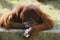 A large, funny, red orangutan thoughtfully holds a crumpled piece of paper in his hand.