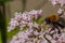 Large Furry Bee Pollinating Pink Flowers.