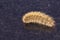 Large furry caterpillar close-up on a dark background