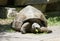 A large Galapagos tortoise eating the grass