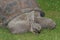 A large Galapagos tortoise eating grass. close-up