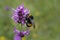 The large garden bumblebee or ruderal bumblebee (Bombus ruderatus