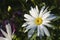 Large garden daisy in the bright sun