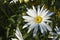 Large garden daisy in the bright sun