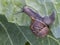 Large garden snail, Helix aspersa, eating my cabbage plant. Terrestrial gastropod mollusk. Aka European Brown Garden