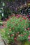 Large garden terracotta pot with pink zinnias and daisies.