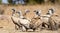 Large gathering of Cape Vultures