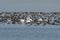 A large gathering of Cormorants and White Pelicans in a lake