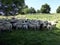 Large gathering of sheep at feeding trough