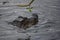 Large Gator in the Barataria Swamp Preserve in Louisisana