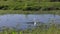Large gators and egret in Florida wetland.