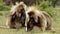 large Gelada Baboon grazing in the Simien National Park-002