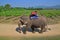 Large gentle elephant in a tropical vineyard in Thailand